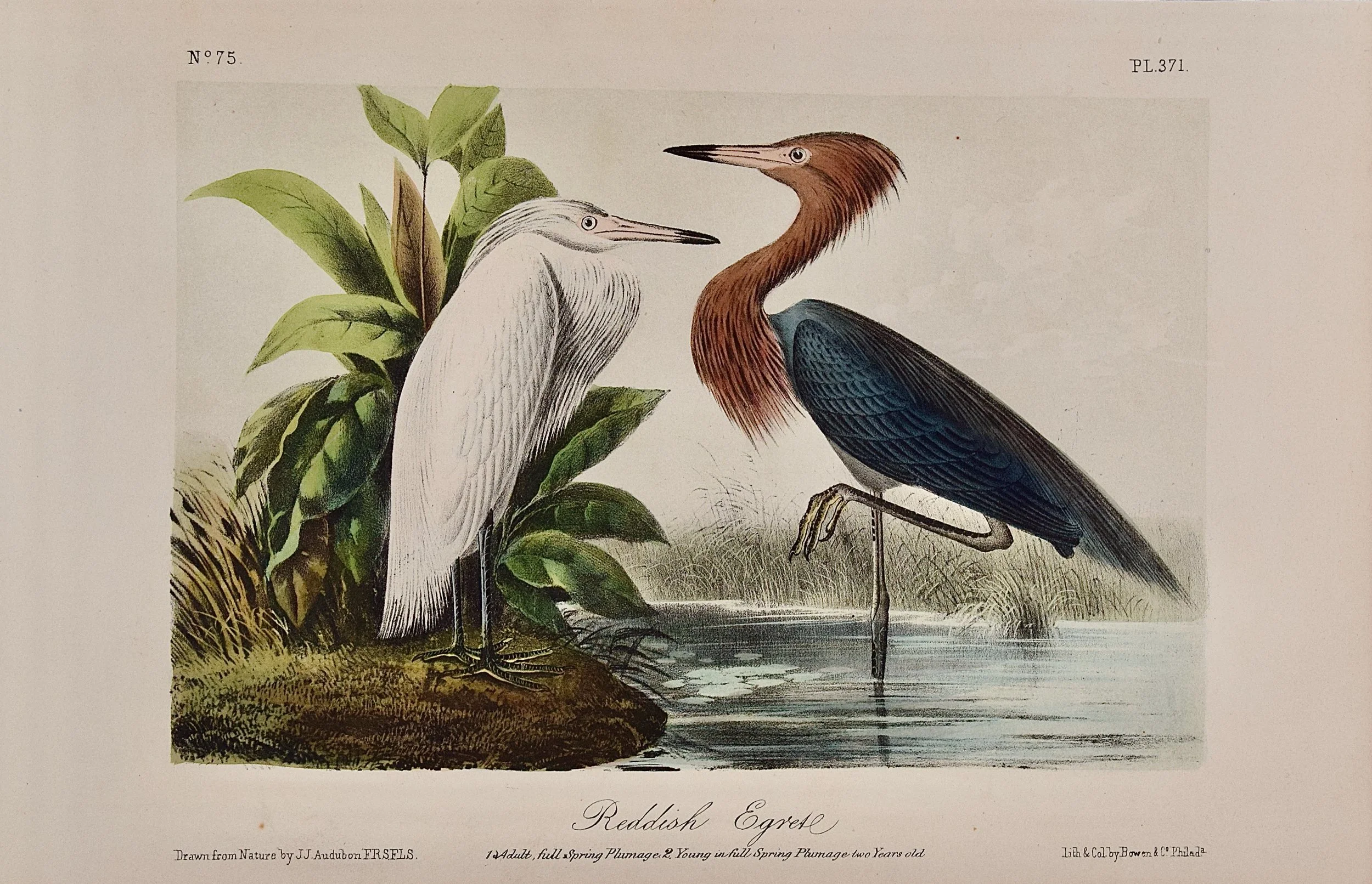Trumpeter Swan, Adult: An Original Audubon Hand-colored Bird